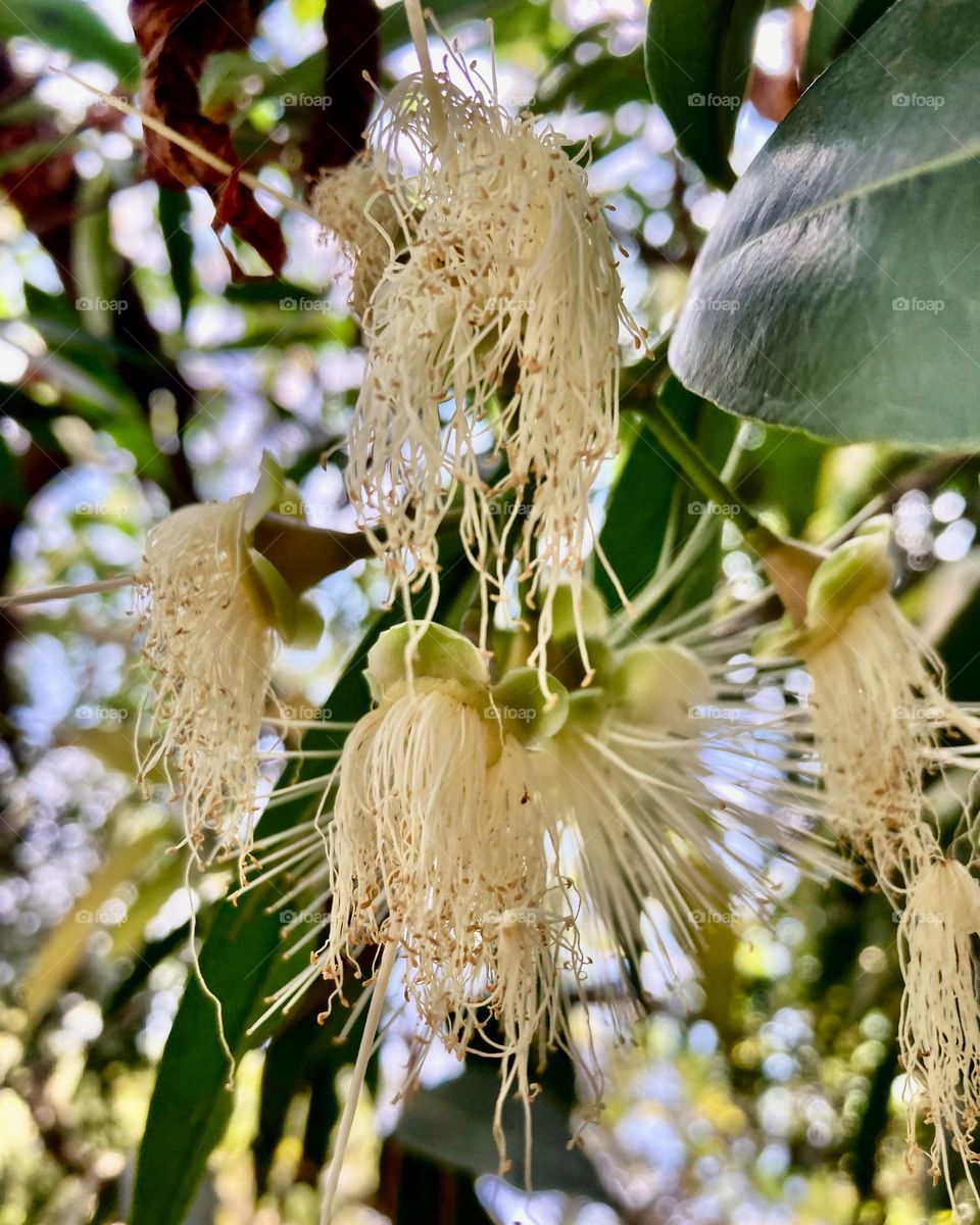 Quando as flores do jambeiro estão “indo embora”, é sinal de que os frutos logo surgirão!

Olhe aí nosso pé se preparando para dar jambo gostoso…