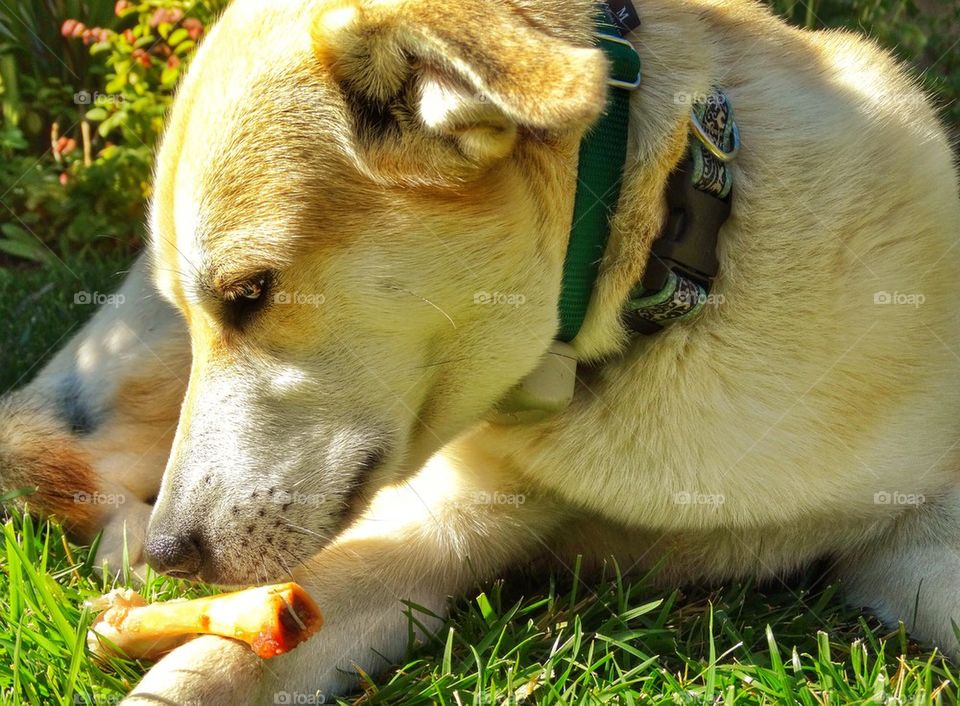 Dog With A Bone