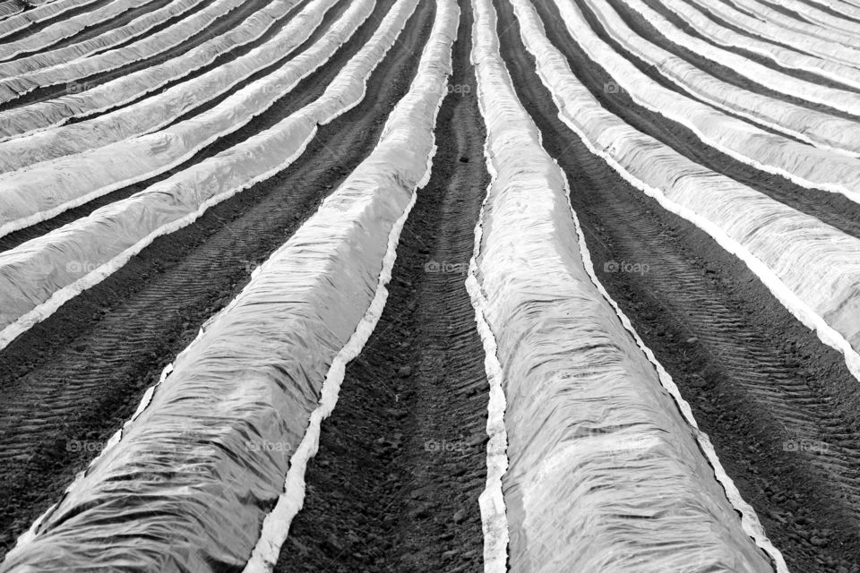 Asparagus rows