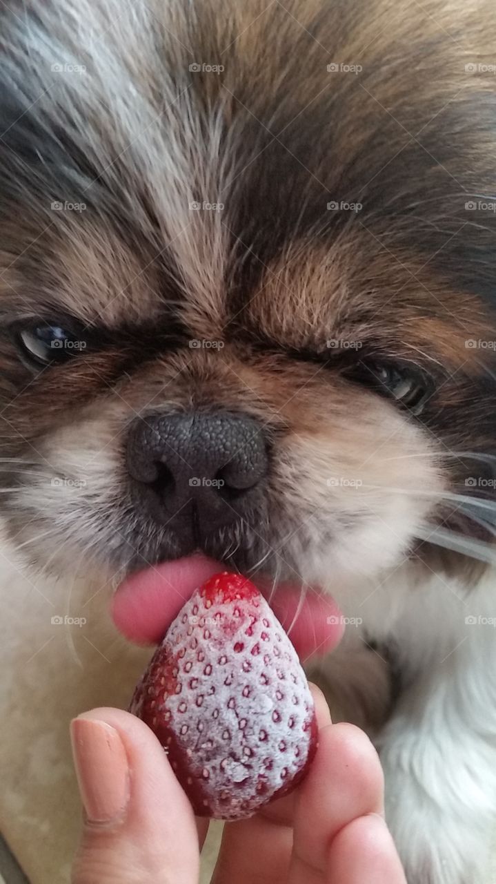 Human feeding strawberry puppy