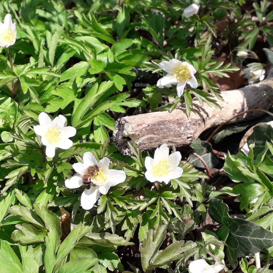 springtime in the wood