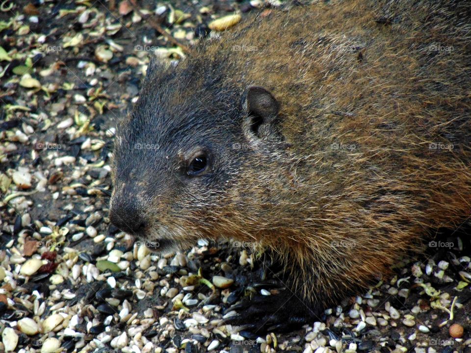 A snacking young groundhog!