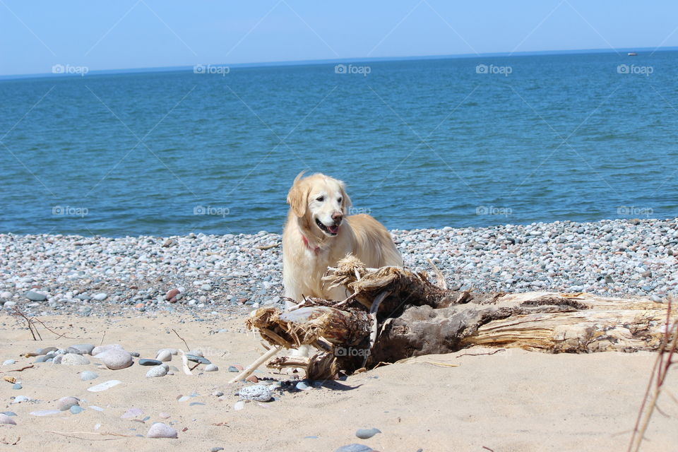 sandy beach, driftwood, blue skies,  sparkling blue lake superior and my golden retriever Kaci enjoying it all