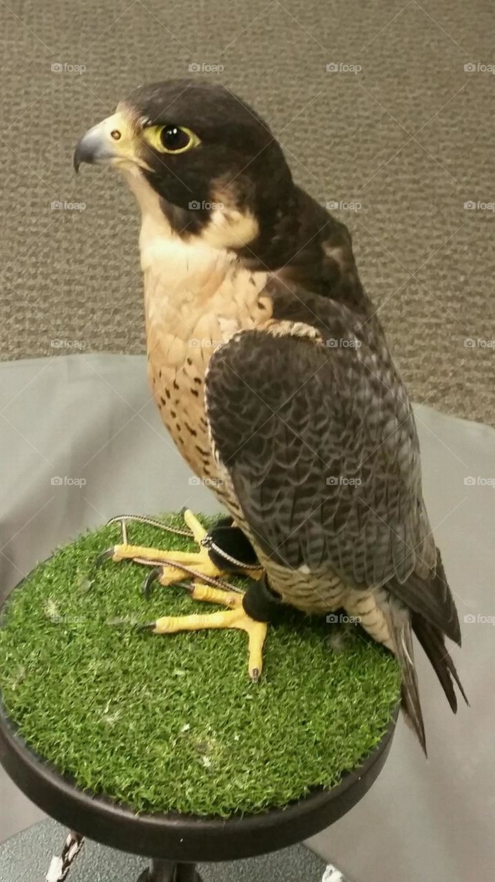 Falcon. Falcon
