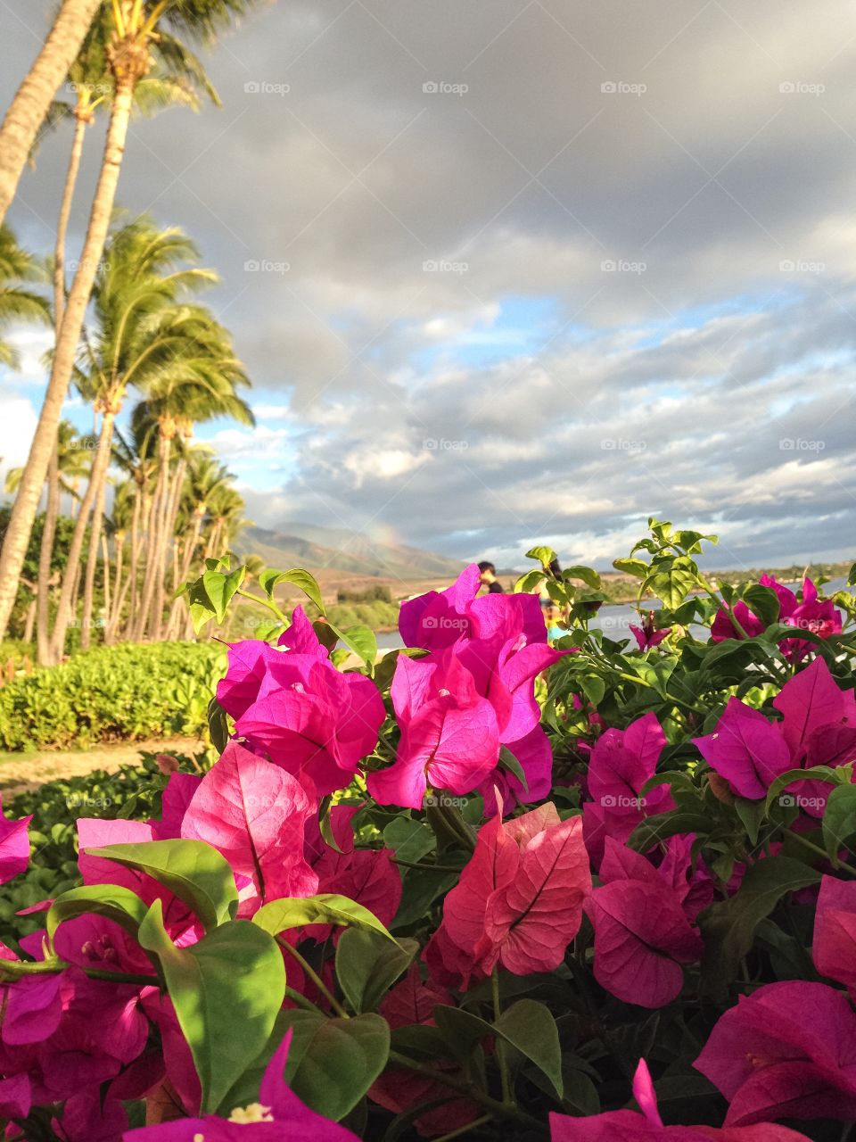 Palms and flowers