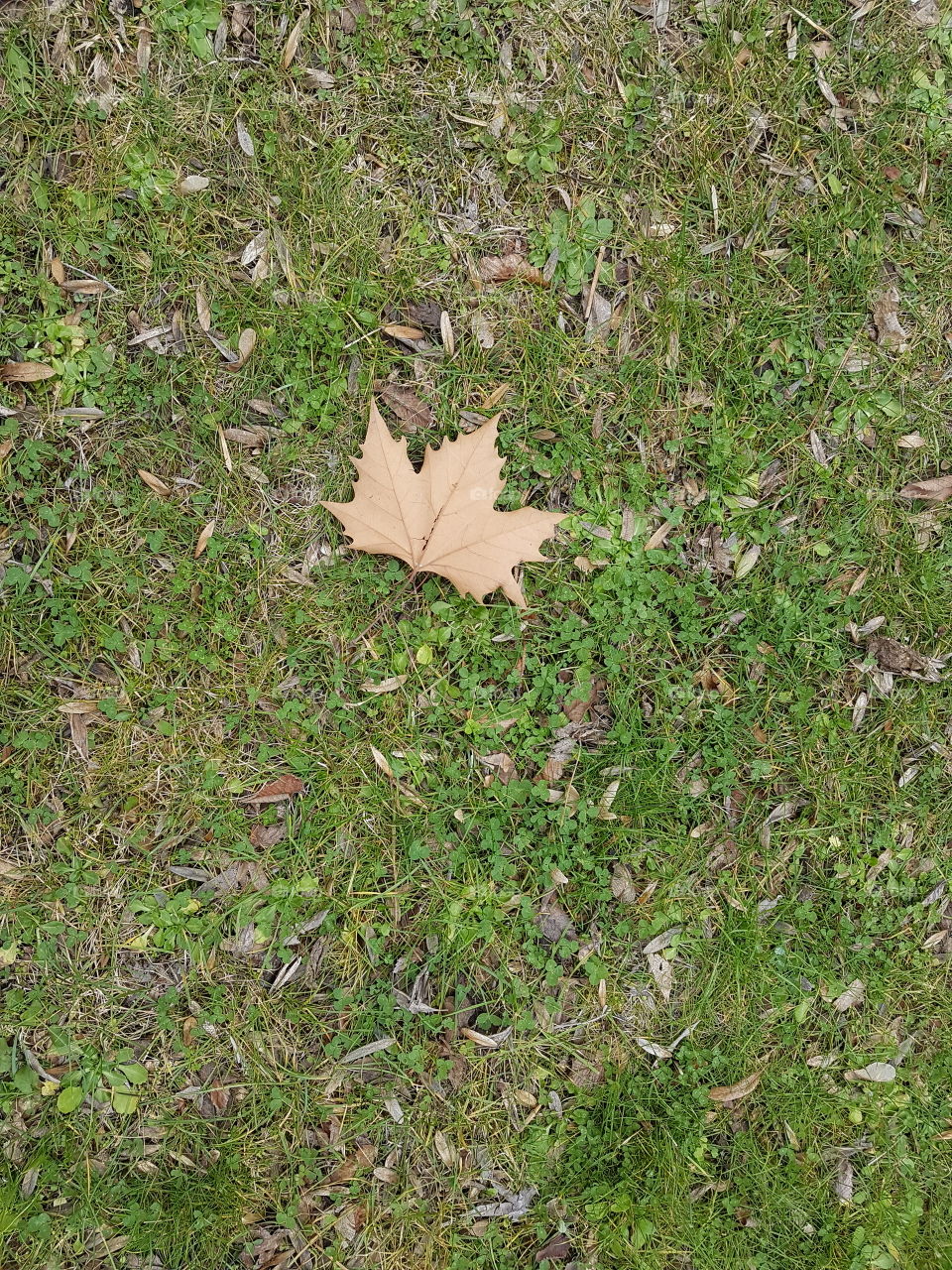 A leaf on the grass background