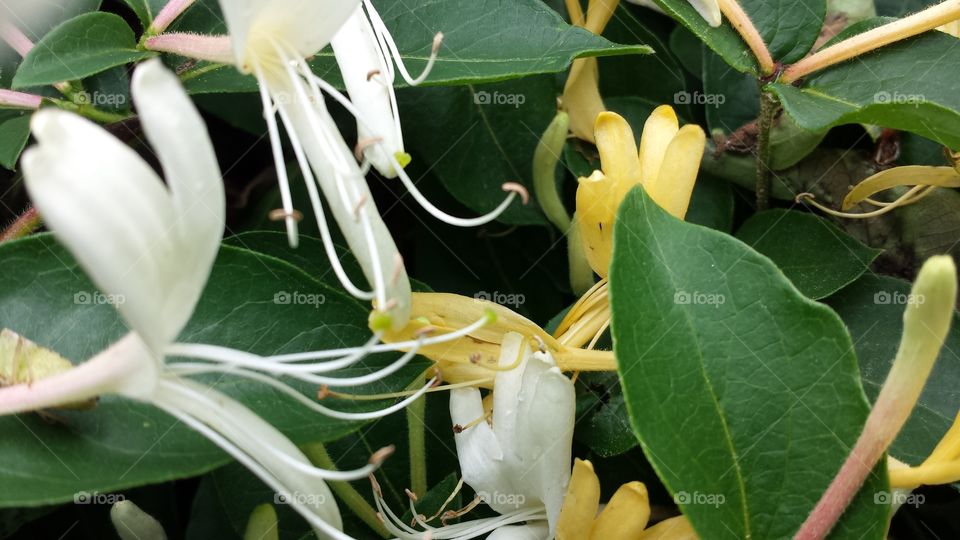 Honeysuckle. Vine