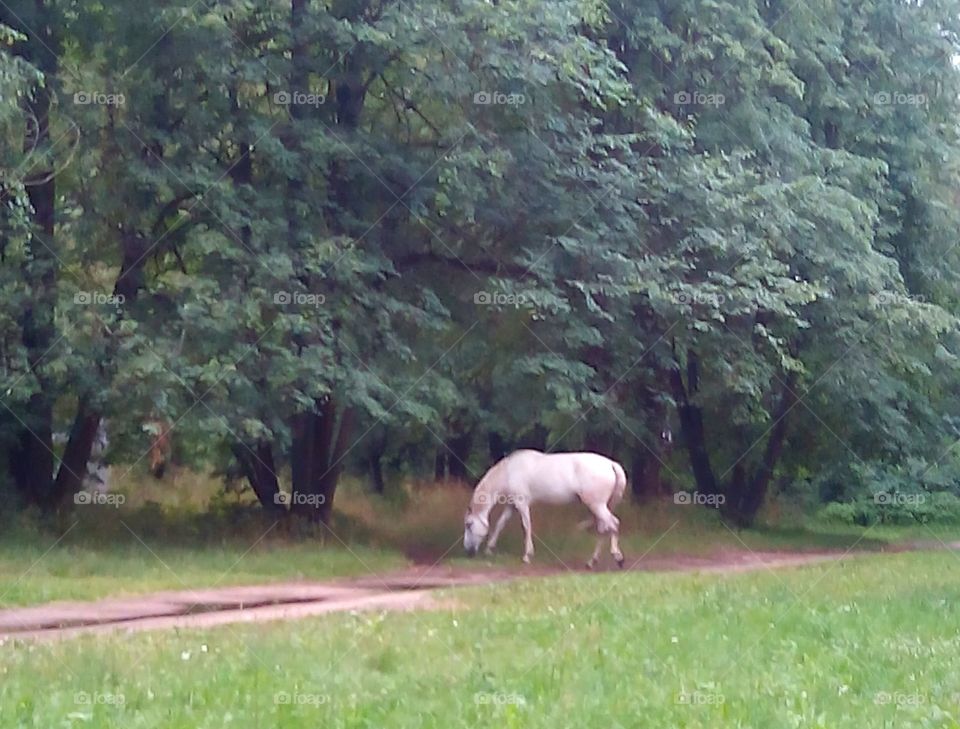 No Person, Nature, Landscape, Grass, Outdoors