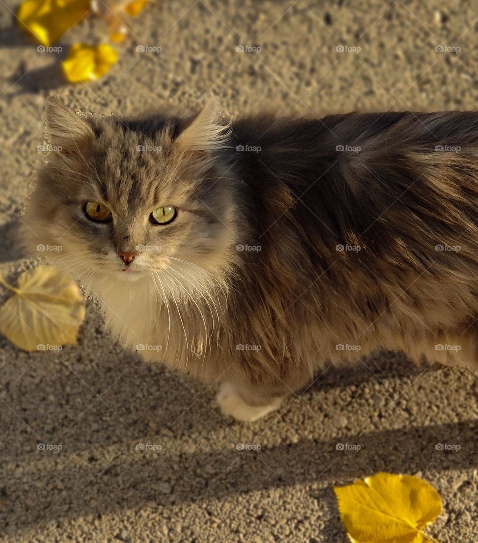 Autumn vibes with a cat outside