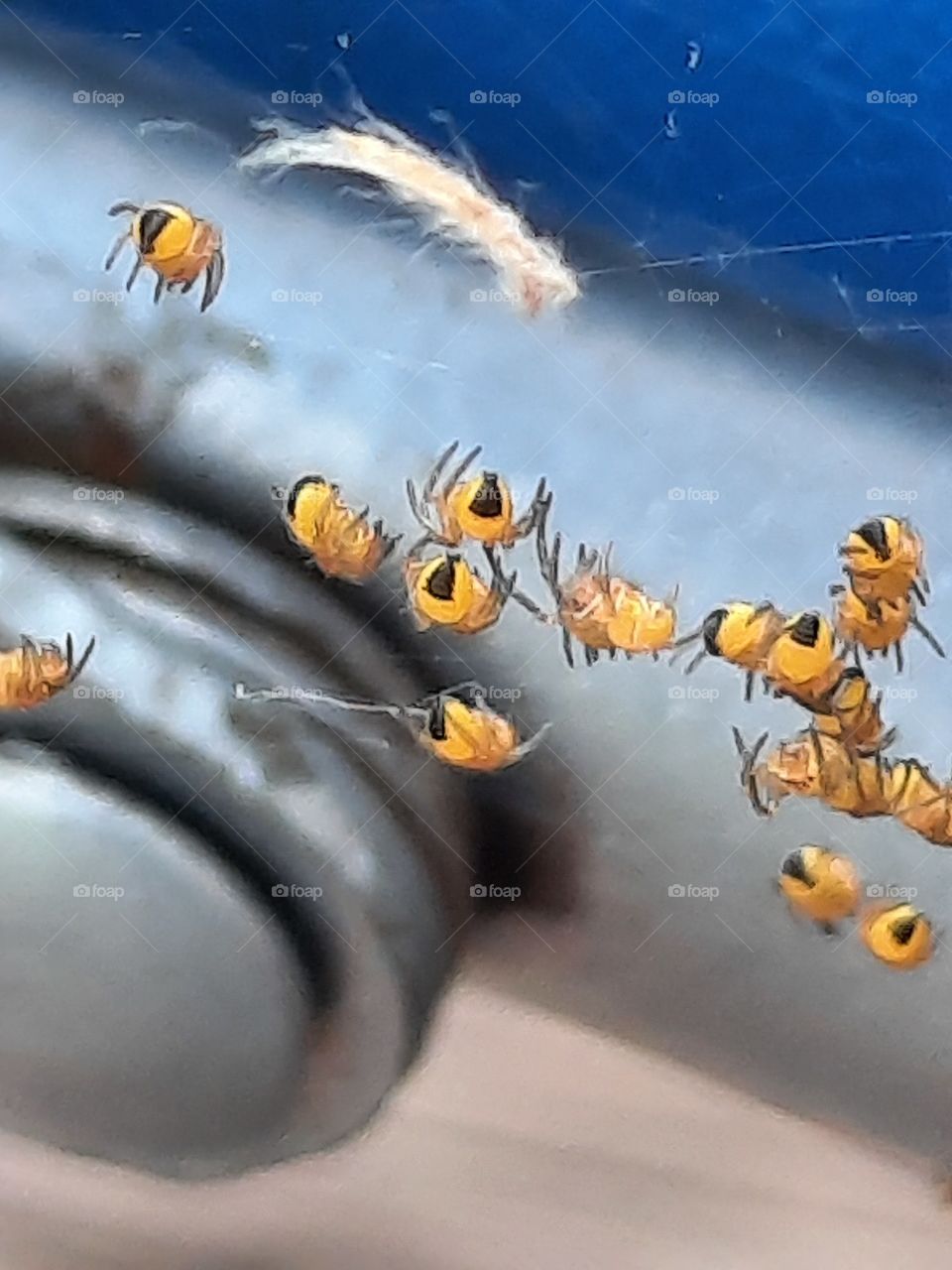 litlle  yellow  spiders suspended on cobweb