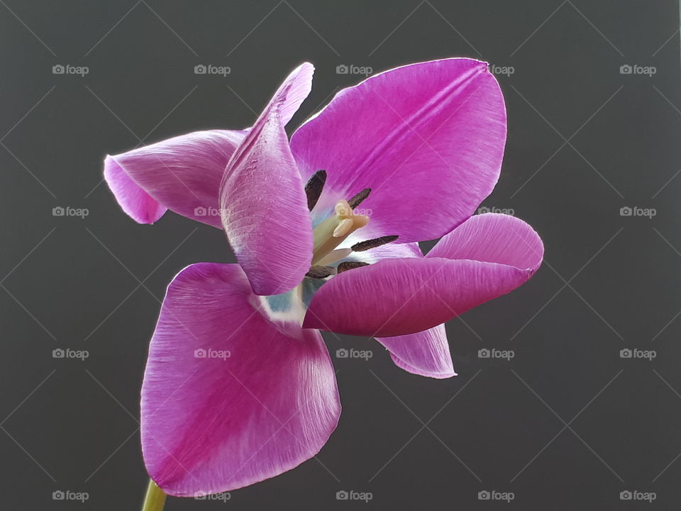 flower pink tulip