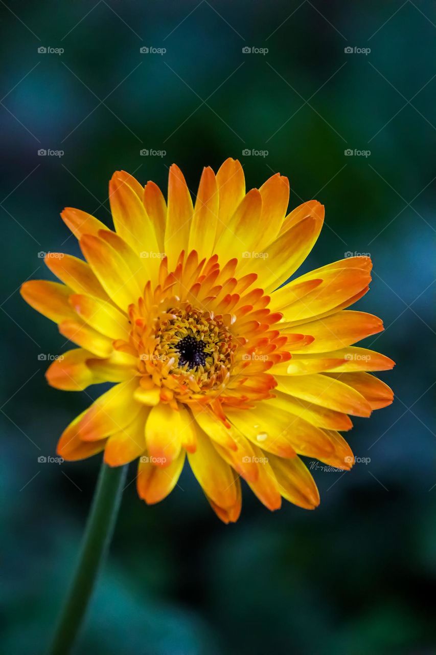 Close up view of a blooming yellow daisy 