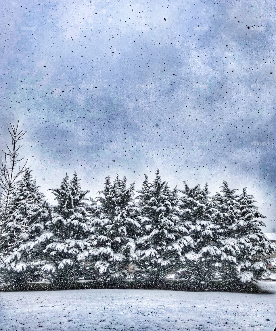 Beautiful snowscape tall pine trees cloudy sky 