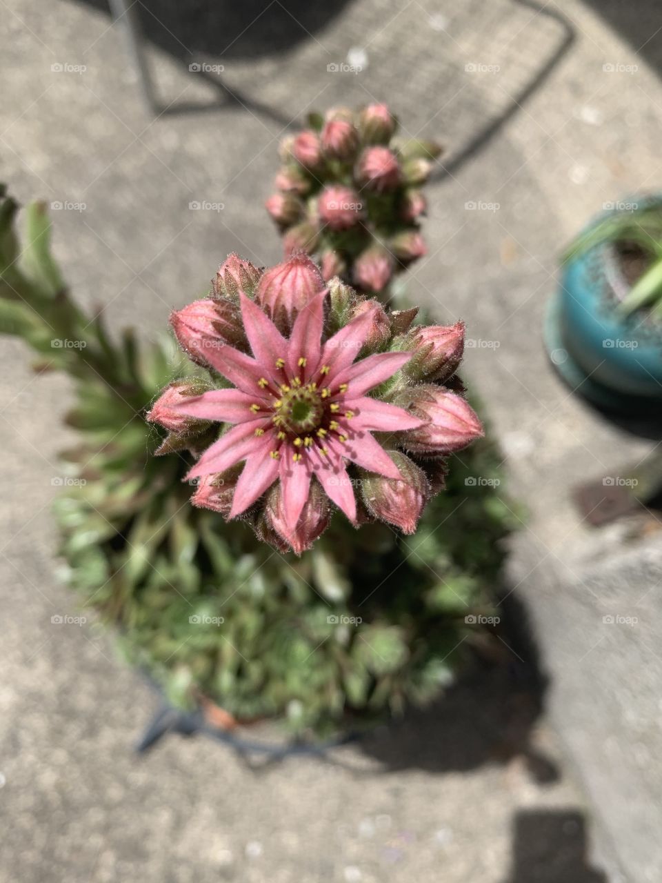 Pink flower on succulent plant blooming