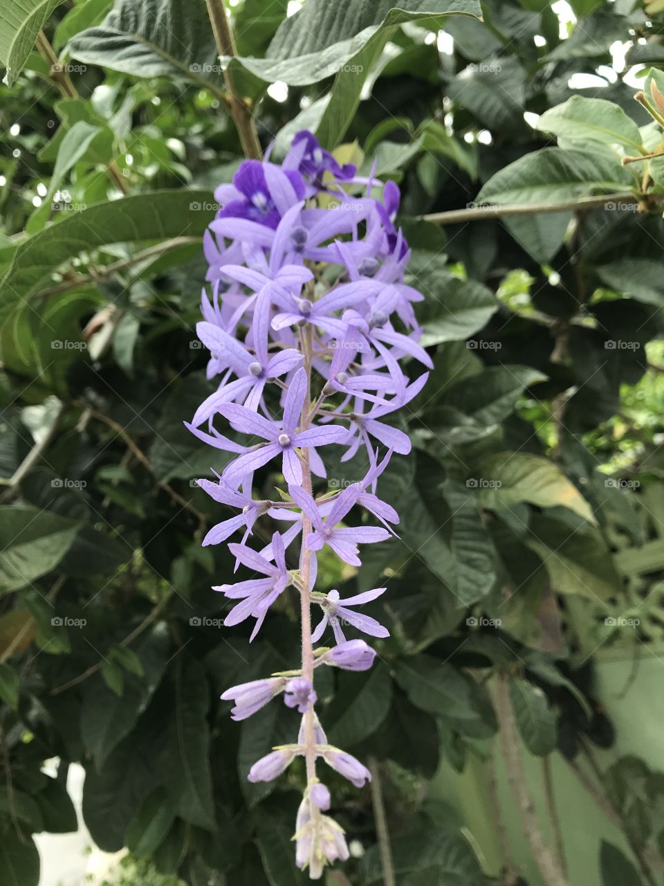 Queen’s wreath flower in Thailand 