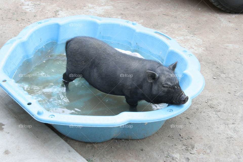 Bathing Piggy