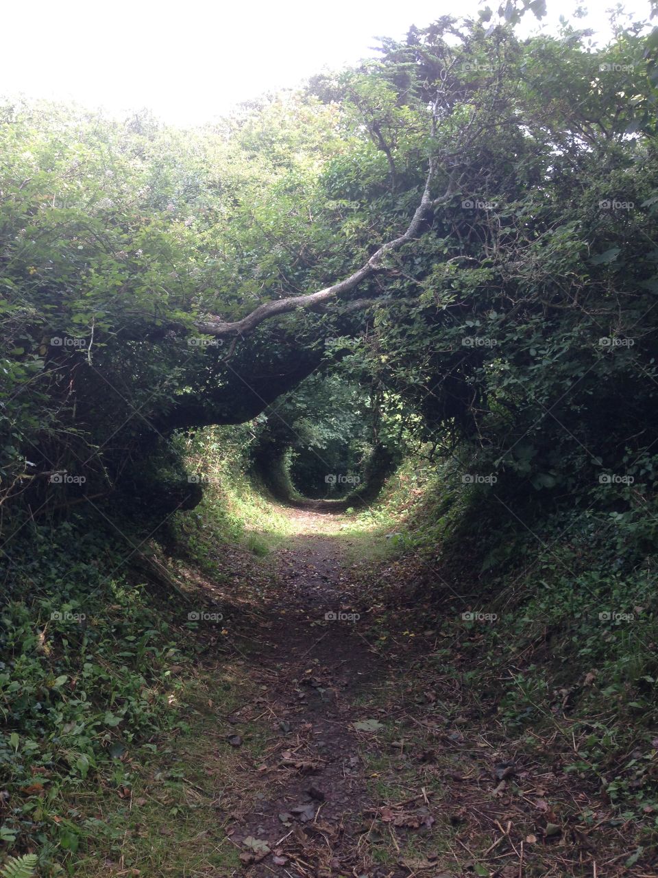 Looking down a hollow path. One of the many lovely foot paths in Cornwall.