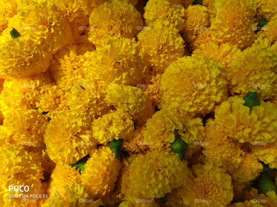 marigold yellow