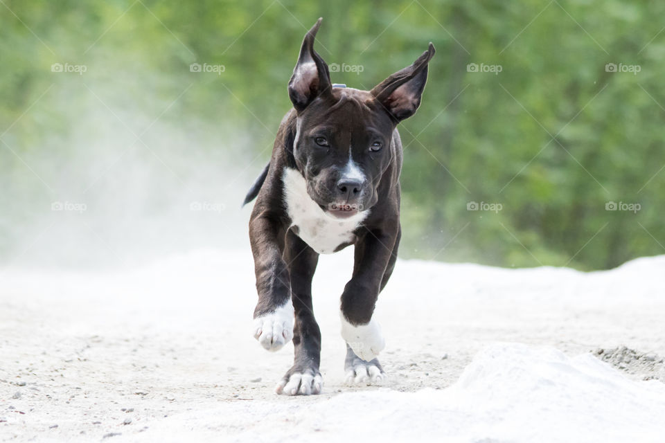 Cute puppy dog running fast on the beach 