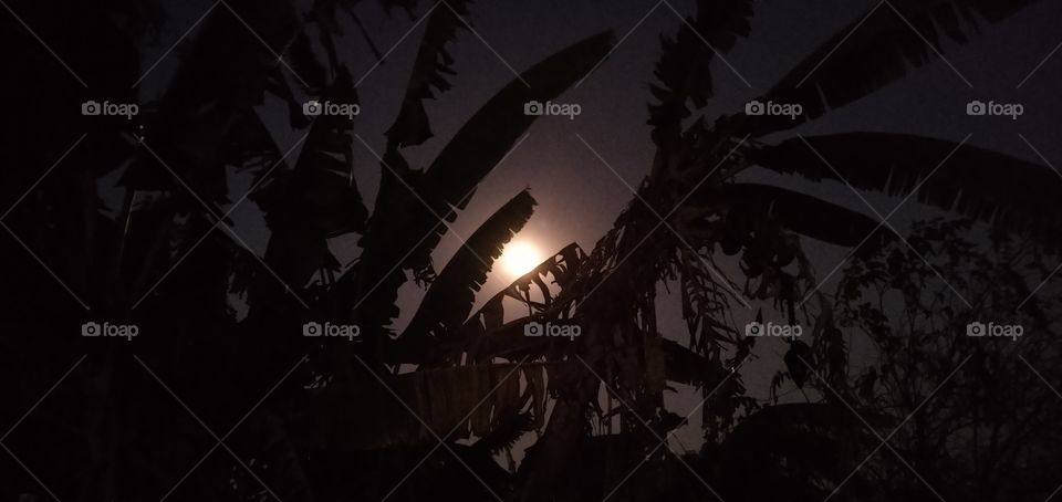 Lua entre folhas de bananeira.