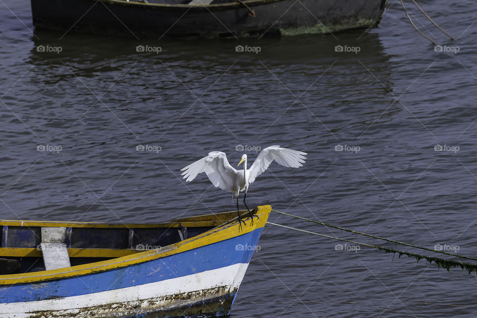 White heron landing and flying in a small boat