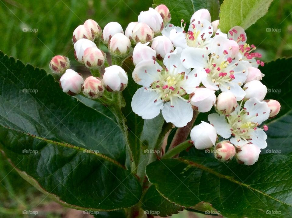 Aronia blossom