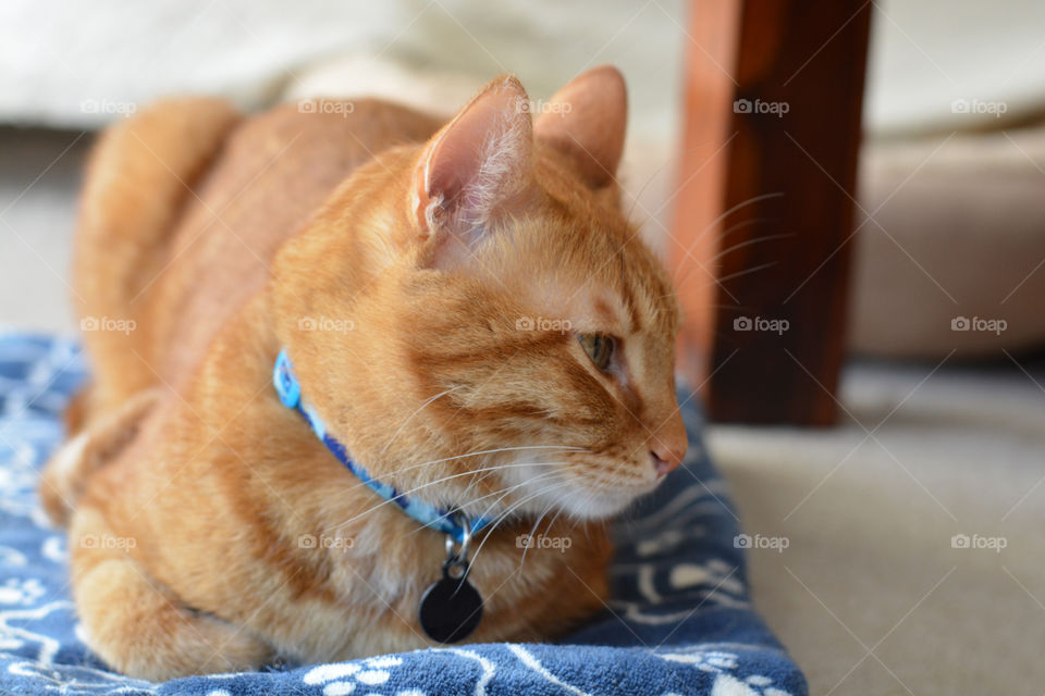 Ginger cat sitting and relaxing in bed