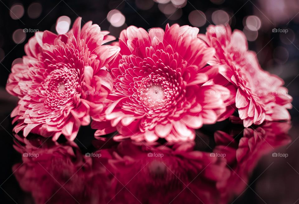 Closeup shot of magenta flowers