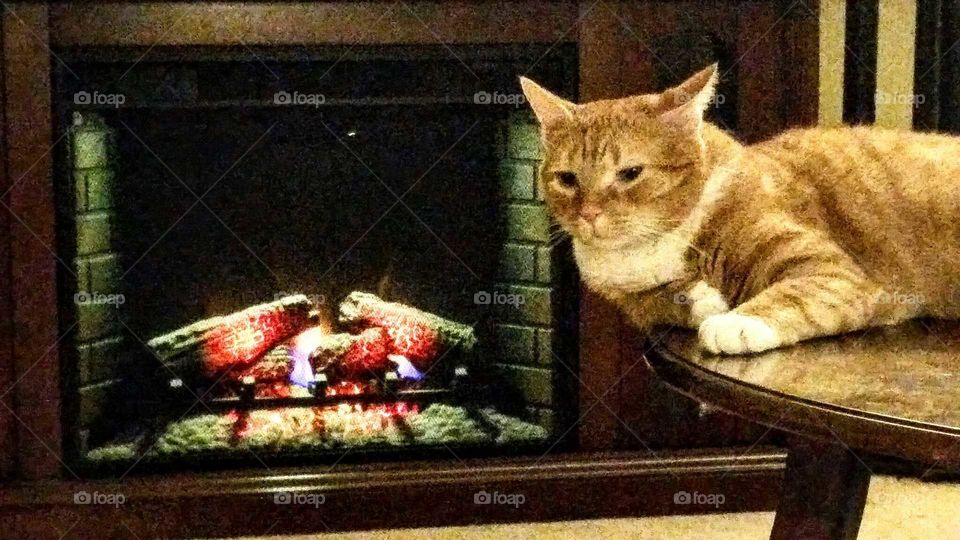 Fall Fireplace and Whitey