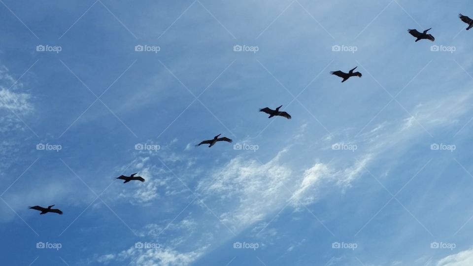 Birds in flight