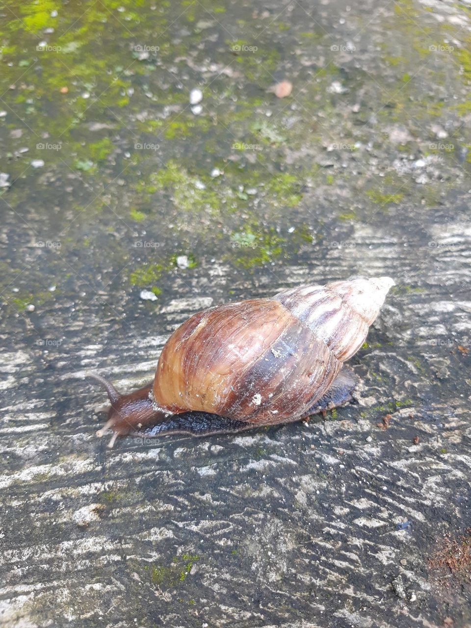 Achatina fulica walking on the ground