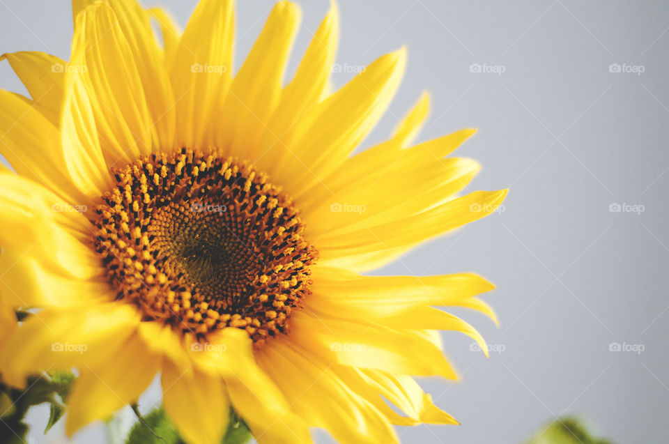 sunflower