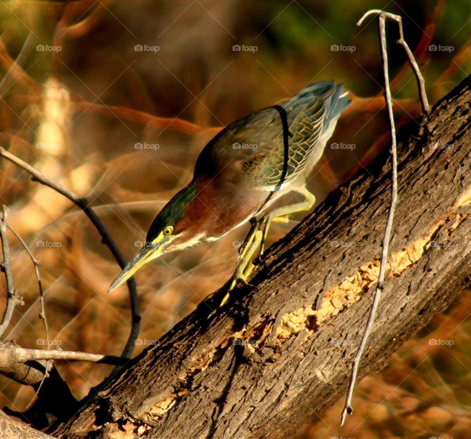 Green Heron Descending a Tree