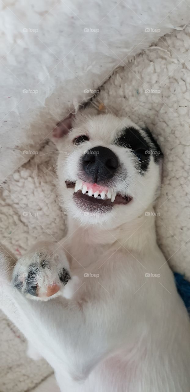 funny puppy