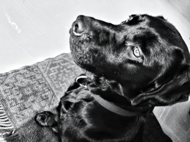 white black grey dog by elektroseb