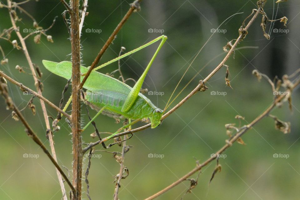 Katydid on a Weed