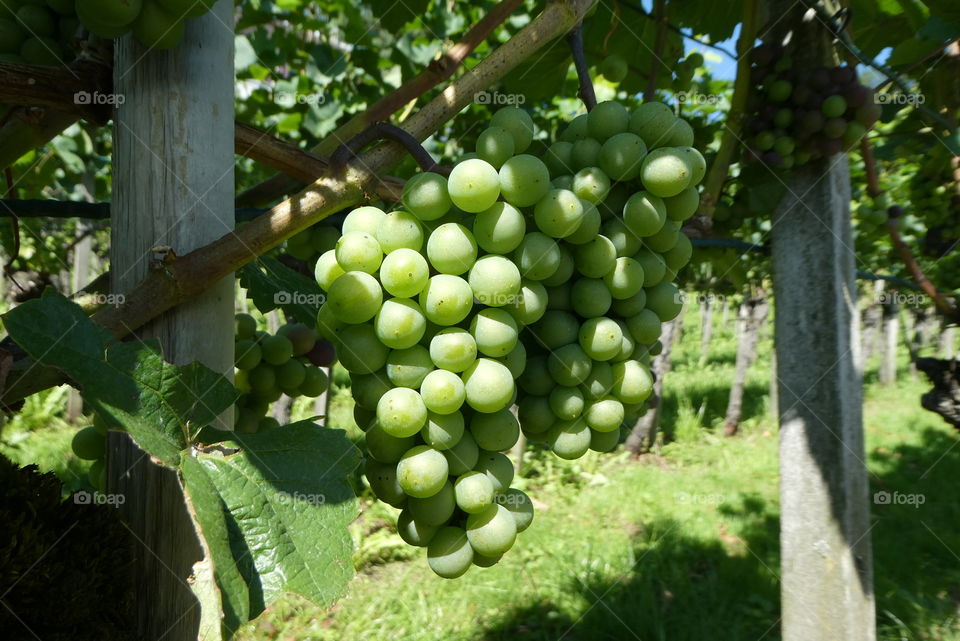 wine grapes 