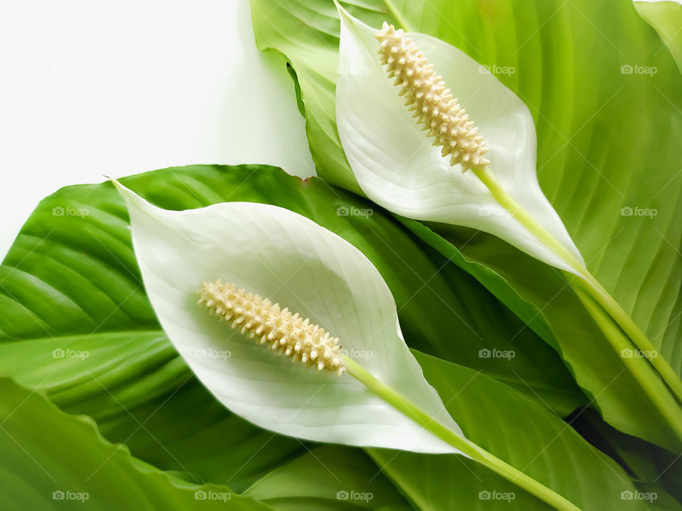 Double the white lily flowers!