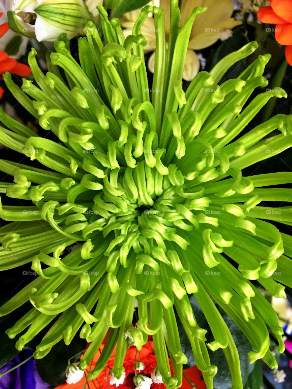Close up of green flower