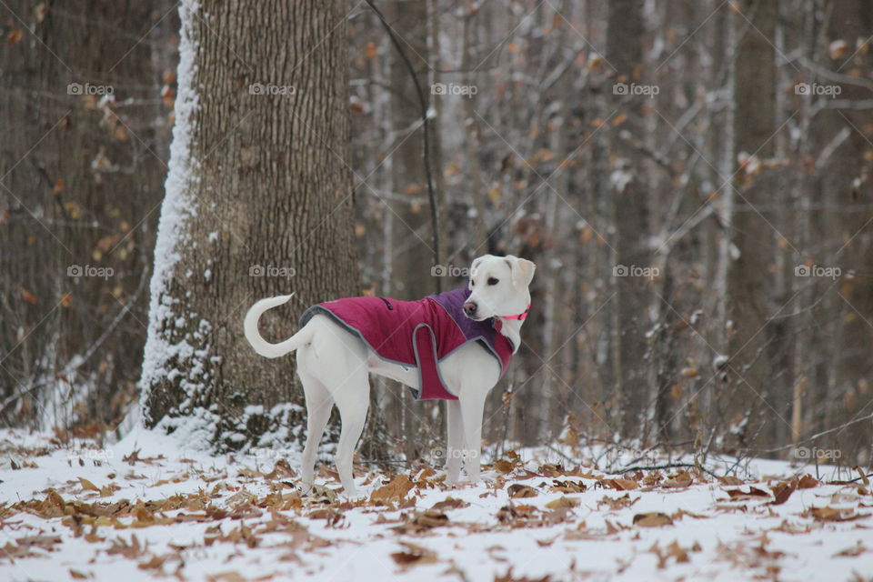 Our adopted dog Elle enjoying a snowy walk on a fall day in the country of Michigan