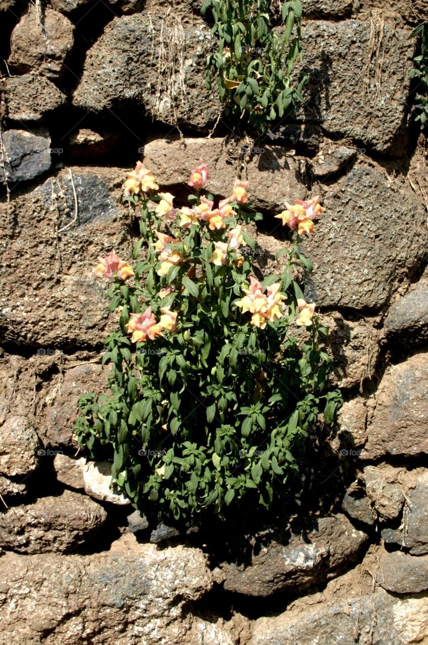 Flowers plant growing out from stones wall