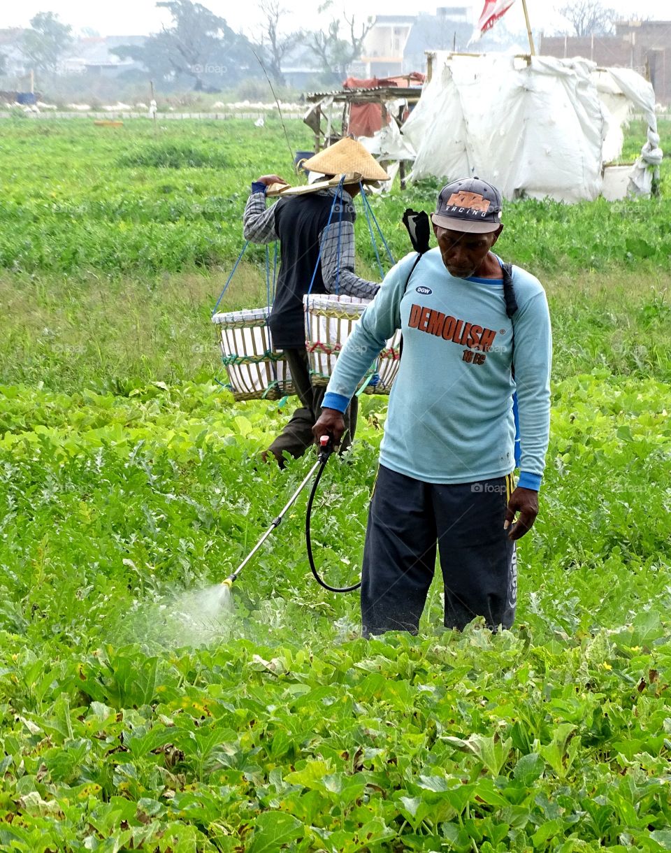 A farmer wearing a hat and blue t-shirt is spraying insecticide on melon plants in an orchard