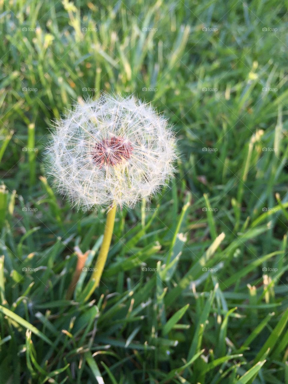 Dandelion puff in the grass.