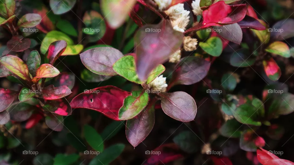 portrait of a plant