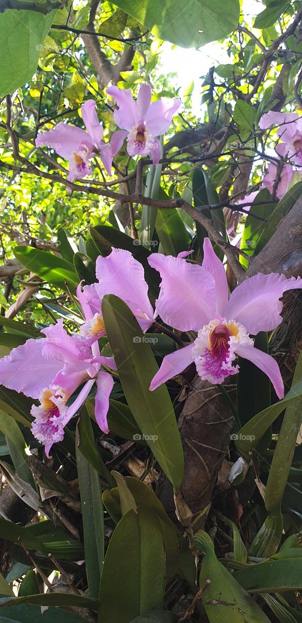 beautiful orchids , flower, silver, pink, purple