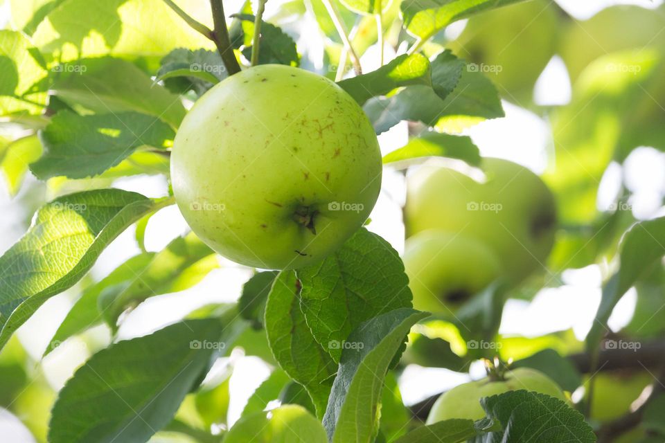 Closeup of a green apple hanging in an apple tree