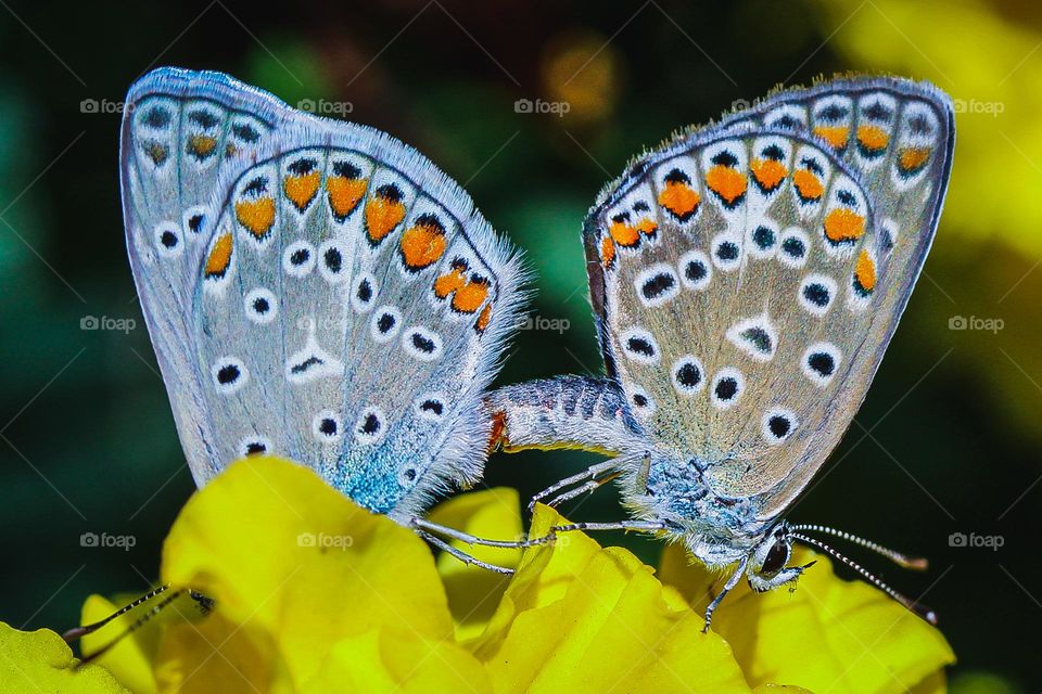 Oktobar month love, Blue moth butterflies in the autumn