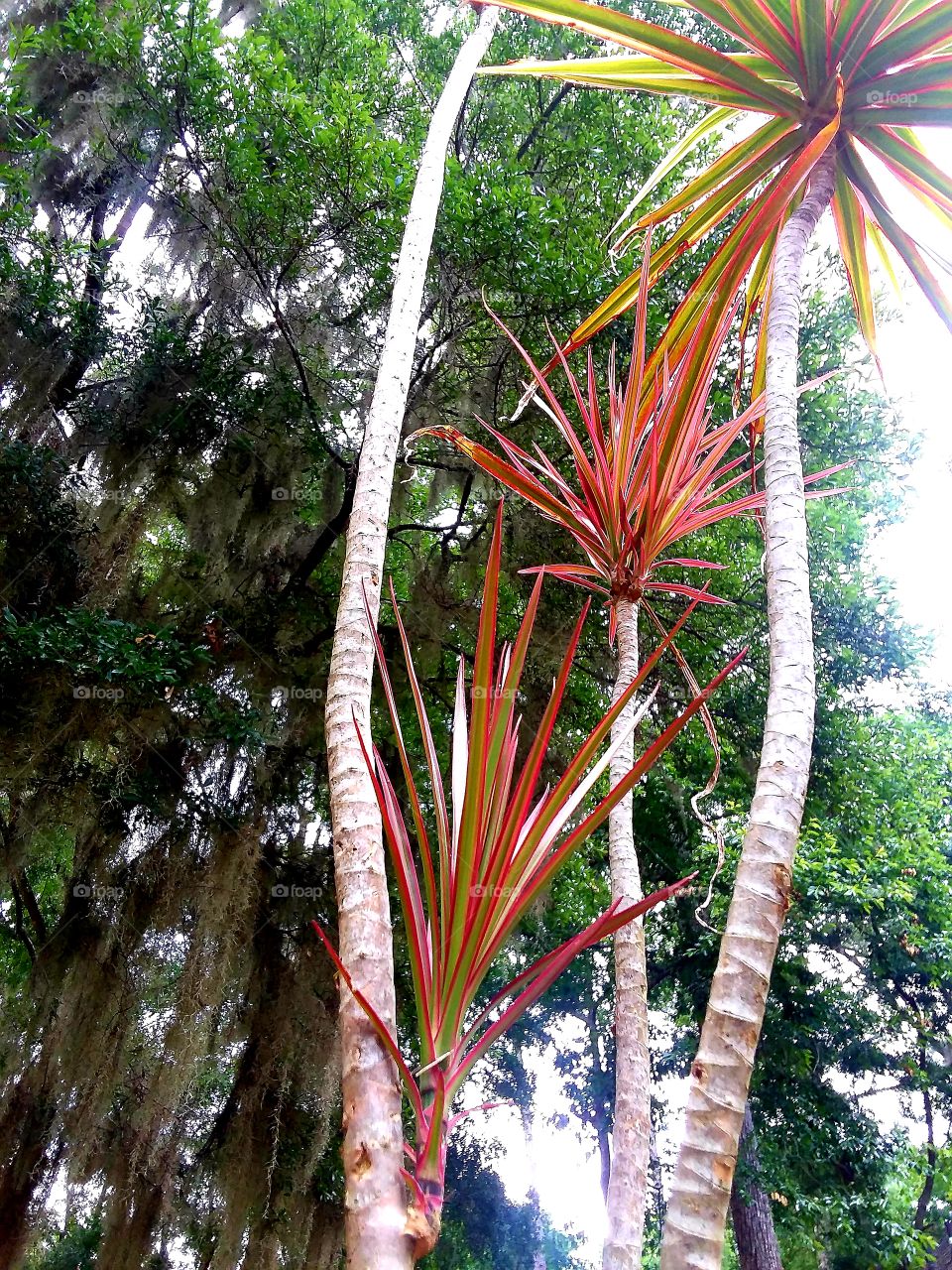 new growth and vibrant color for this palm