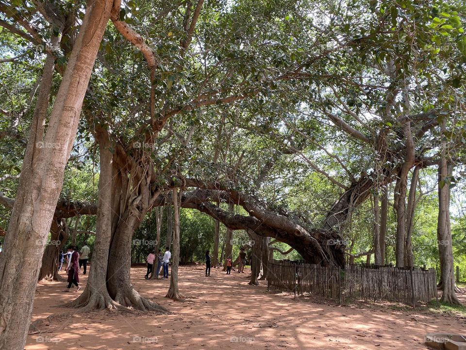 100 year tree