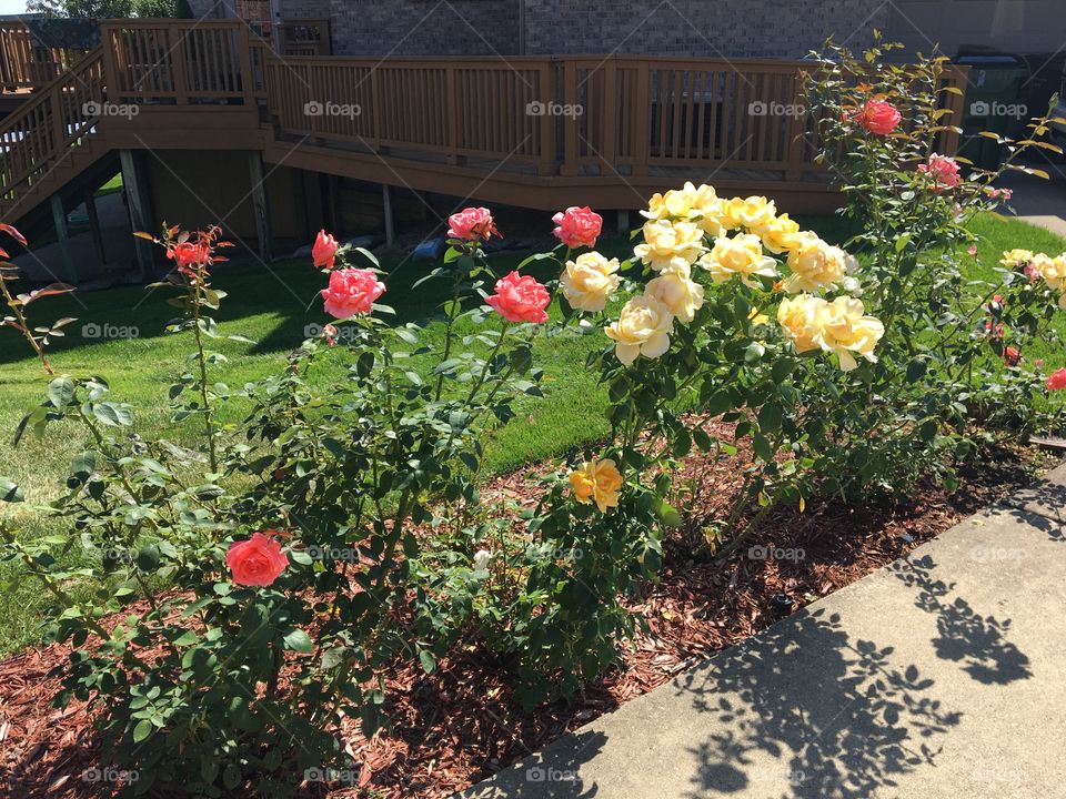 Pink and Yellow roses in the summer 